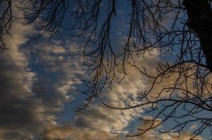 árbol y nubes en el cielo foto