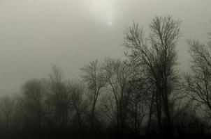 sun in fog at the forest photo