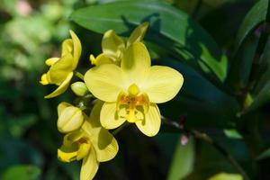 orchid flowers with natural background in the garden photo