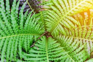Top view of a garden fern closeup as a background. photo