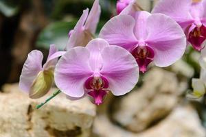 violet orchid flowers with natural background in the garden photo