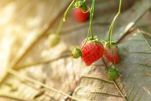 Fresh strawberry in the farm photo