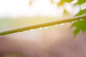 Green leaf with rain drops for background photo
