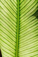 tropical green leaves for background - texture photo