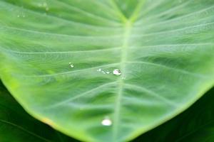 Green leaf with rain drops for background photo