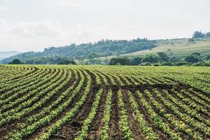 las manos de la mujer sostienen una pequeña plántula de soja. concepto de agroindustria foto