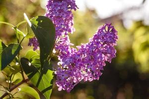 hermosa rama de flores de color lila sobre un fondo verde, fondo de manantial natural foto