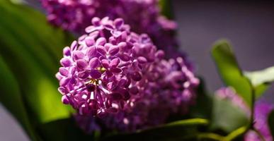 hermosa rama de flores de color lila sobre un fondo oscuro, fondo de manantial natural
