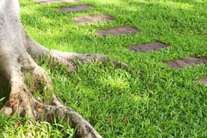 The root of the tree in the green grass photo