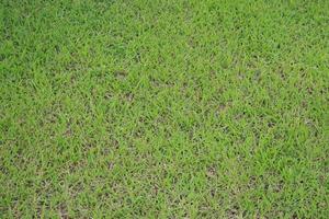 green grass field photo