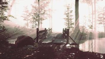 Holzbrücke im Wald im Nebel video