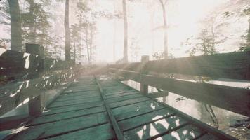 Holzstufen im Wald verschwanden im dichten Nebel