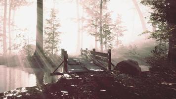 Holzstufen im Wald verschwanden im dichten Nebel video