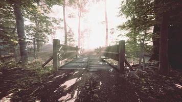 mística ponte de madeira velha no nevoeiro video