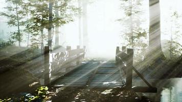 puente de madera en el bosque en la niebla video
