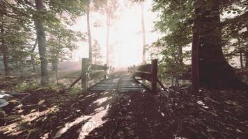 houten treden in het bos verdwenen in de dikke mist video
