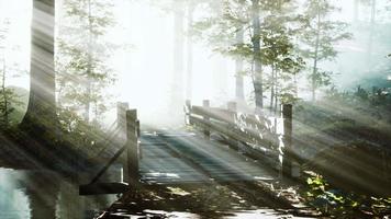 wooden steps in the forest disappeared in the thick fog video