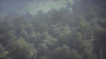 bosques interminables en un día soleado con perspectiva en color video