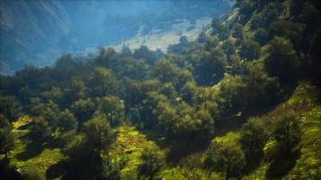 foto de um riacho no meio da floresta verde cercada por colinas video