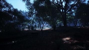 trilha de terra pela floresta de angophora e eucalipto