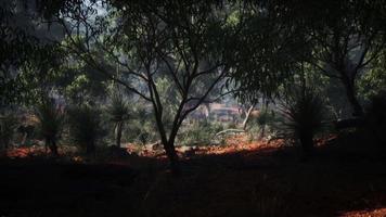 zonsondergang in de Australische bush video