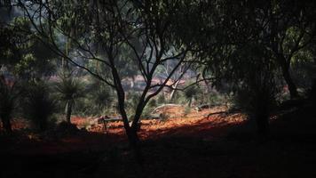 camino de tierra a través del bosque de angophora y eucalipto video