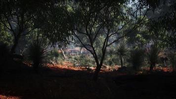 australian outback with trees and yellow sand video