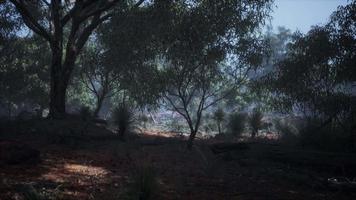 australisk vildmark med träd och gul sand video