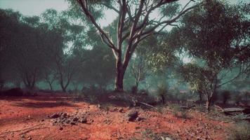 australian outback with trees and yellow sand video