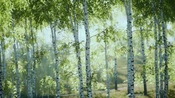 Sunrise or sunset in a spring birch forest with rays of sun shining video