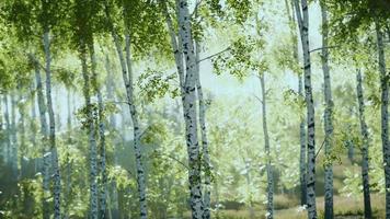 Spring in the birch grove forest video