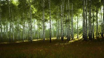 printemps dans la forêt de bouleaux video