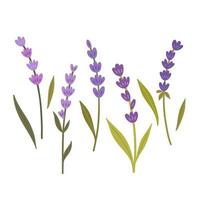 conjunto de ramas de lavanda vector