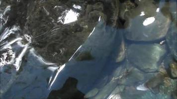 cascada en el bosque salvaje río de corrientes de agua que fluyen en las rocas video