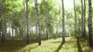 Sunrise or sunset in a spring birch forest with rays of sun shining video