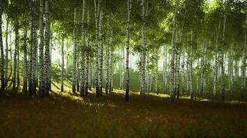 bosquet de bouleaux estival pendant un lever de soleil brumeux video