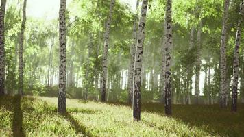 bosque de bétulas de verão durante um nascer do sol nevoento video