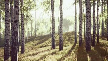 sonnenaufgang oder sonnenuntergang in einem frühlingsbirkenwald mit sonnenstrahlen