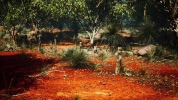 recinto di filo spinato nel paesaggio deserto video