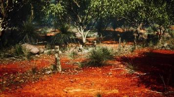 Ancienne clôture de barbelés en milieu rural avec des poteaux en bois video