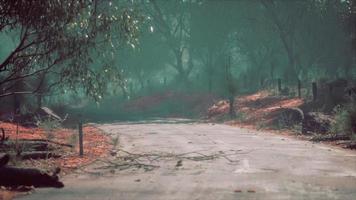 carretera asfaltada a través del bosque profundo video