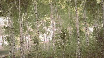 Spring in the birch grove forest video