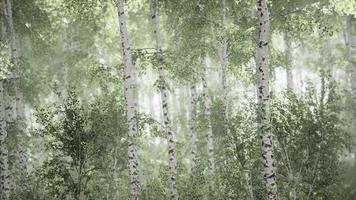 Sunrise or sunset in a spring birch forest with rays of sun shining video