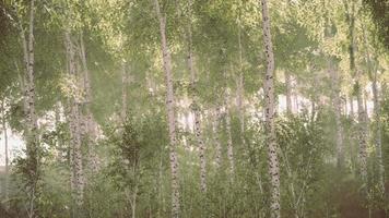 Sunrise or sunset in a spring birch forest with rays of sun shining video