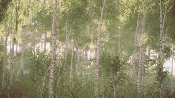 Birch trees on the green grass video