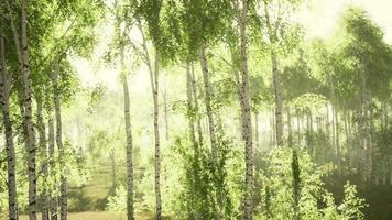 sonnenaufgang oder sonnenuntergang in einem frühlingsbirkenwald mit sonnenstrahlen video