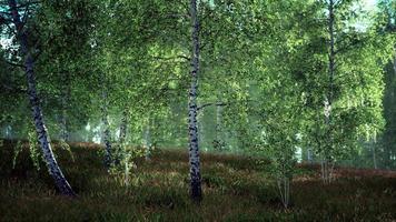 Birch trees on the green grass video