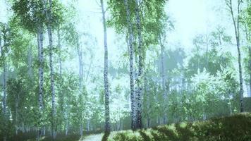 Sunrise or sunset in a spring birch forest with rays of sun shining video