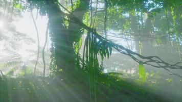 diepe tropische oerwouden van Zuidoost-Azië video