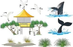 Australian white ibis and nature objects vector